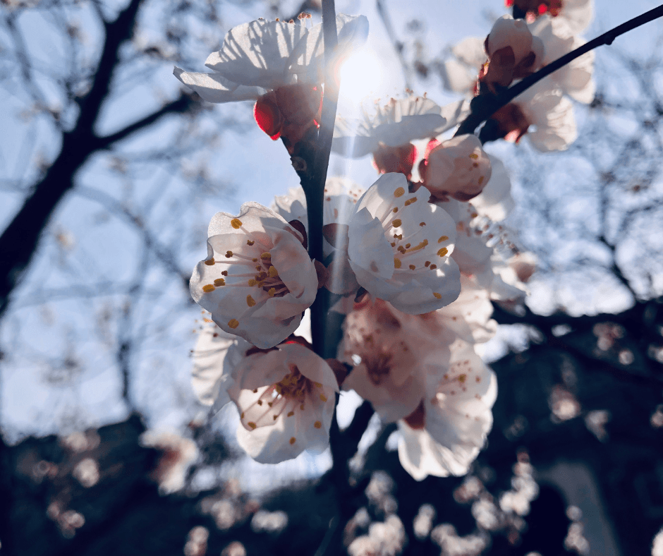 🌸 PRINTEMPS : BOOSTEZ VOTRE IMMUNITÉ ! 🌿